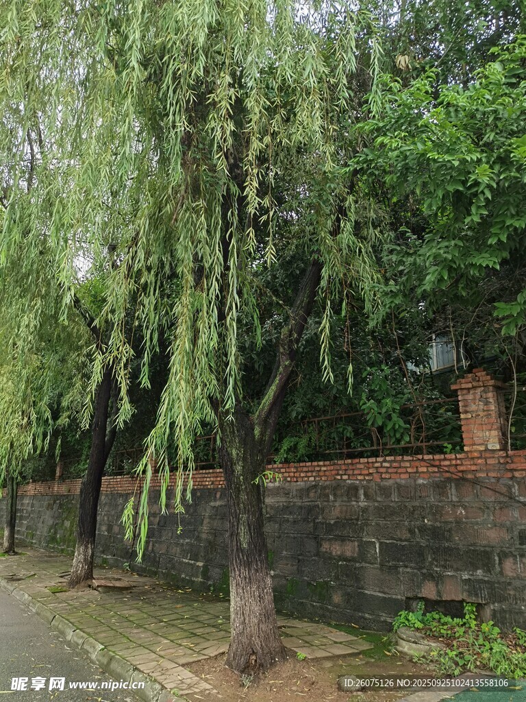 路邊垂柳與磚墻景觀