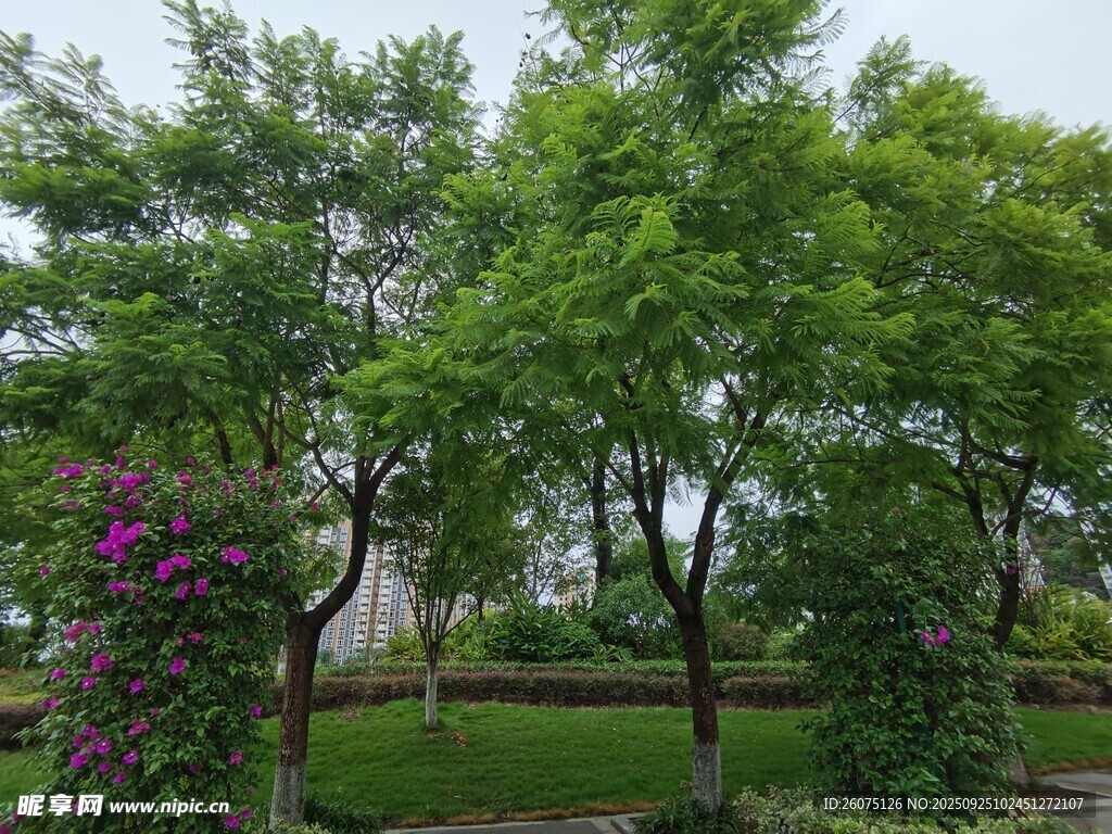 綠意盎然的公園景觀