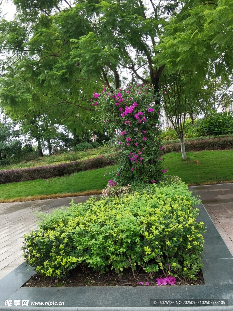 花園綠植景觀