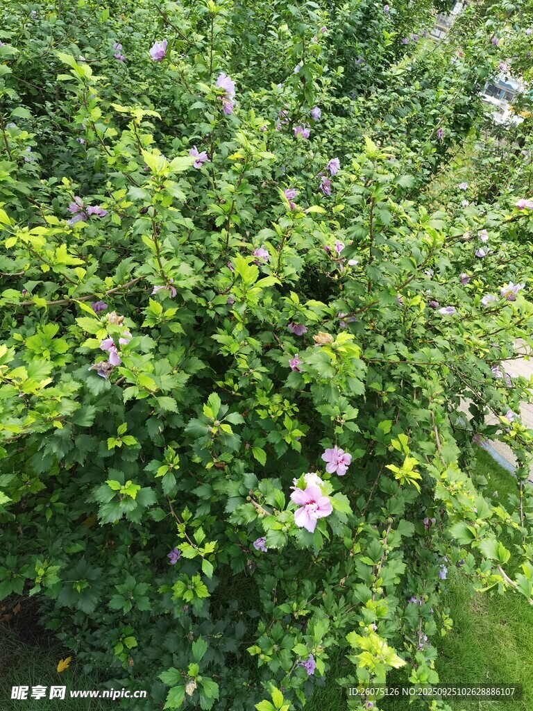 繁茂綠植間綻放的小花
