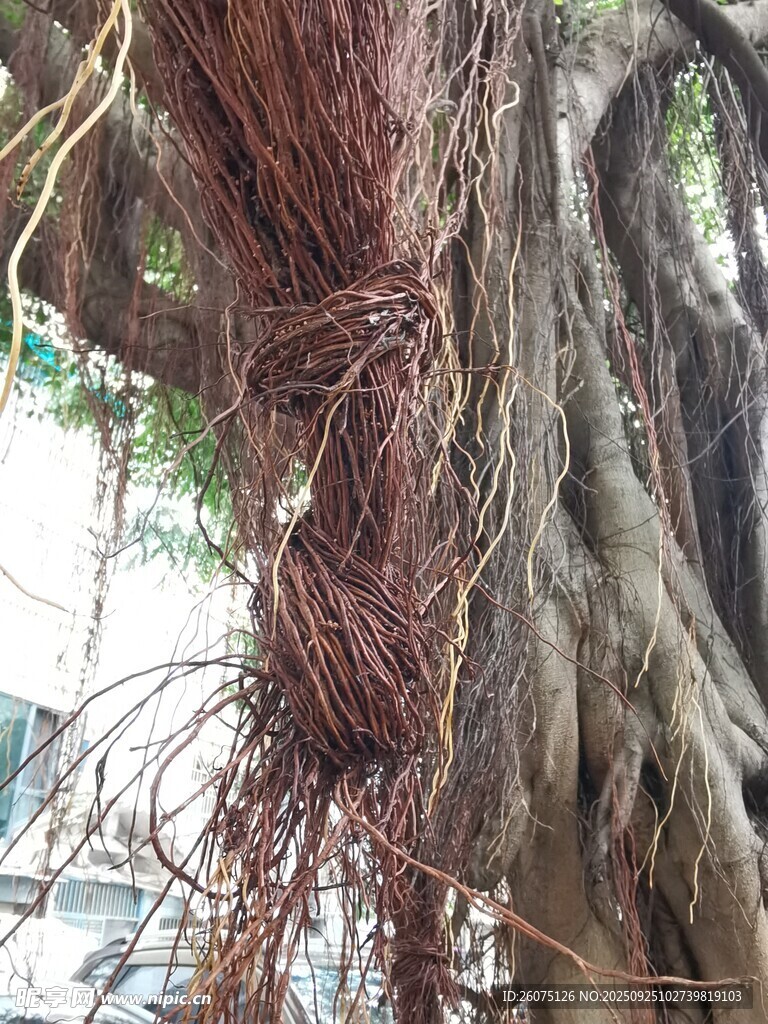 盤根錯節(jié)的古老樹根