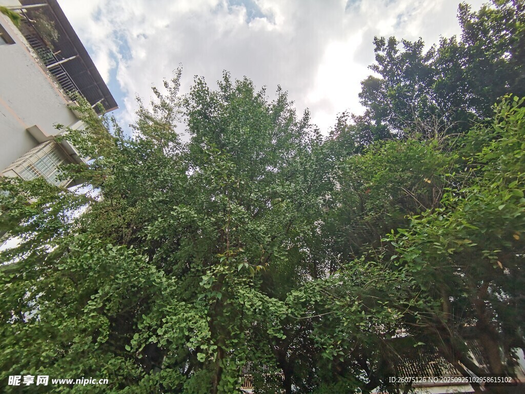 綠樹成蔭的戶外景致