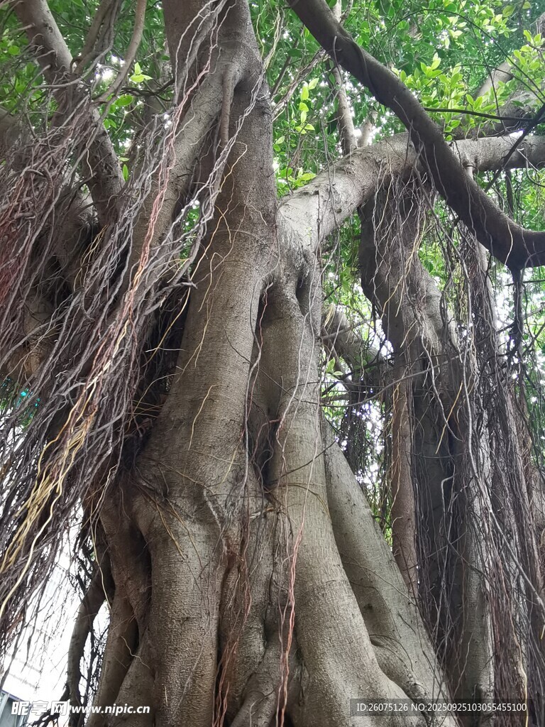 巨大盤根錯節(jié)的古老榕樹