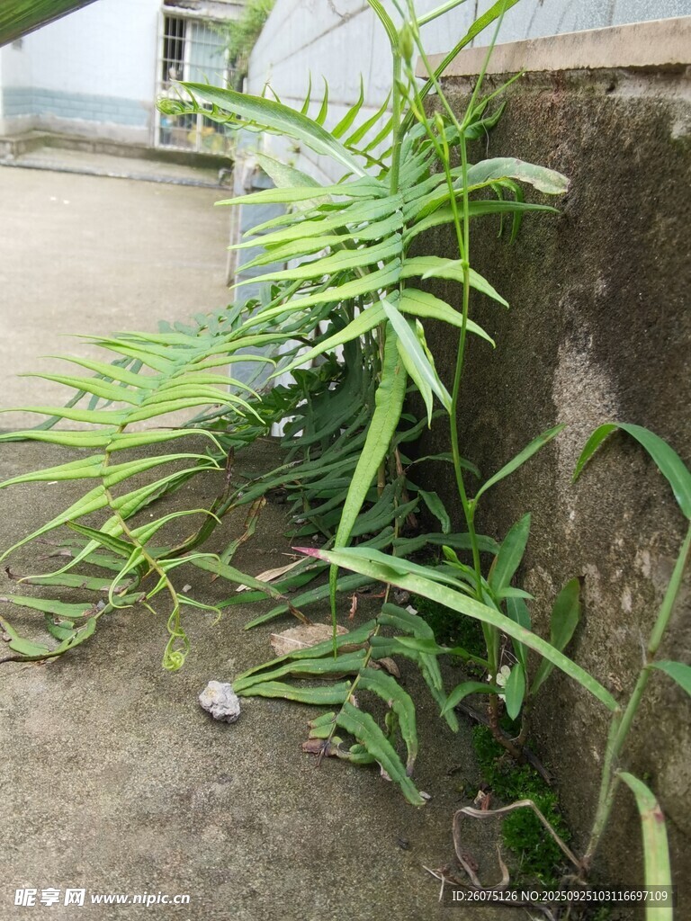 墻邊生長(zhǎng)的翠綠植物