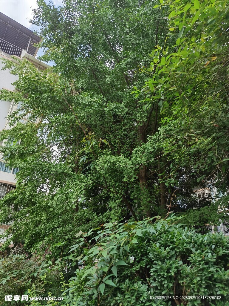 繁茂綠植自然清新景象