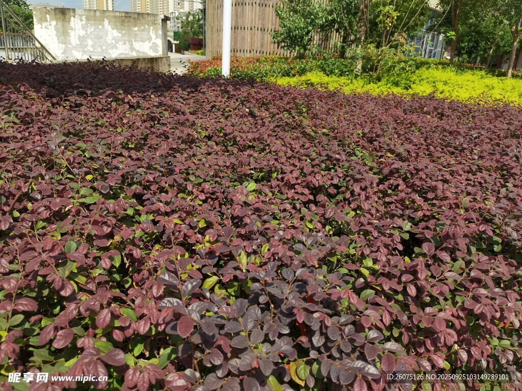 紫葉植物景觀(guān)