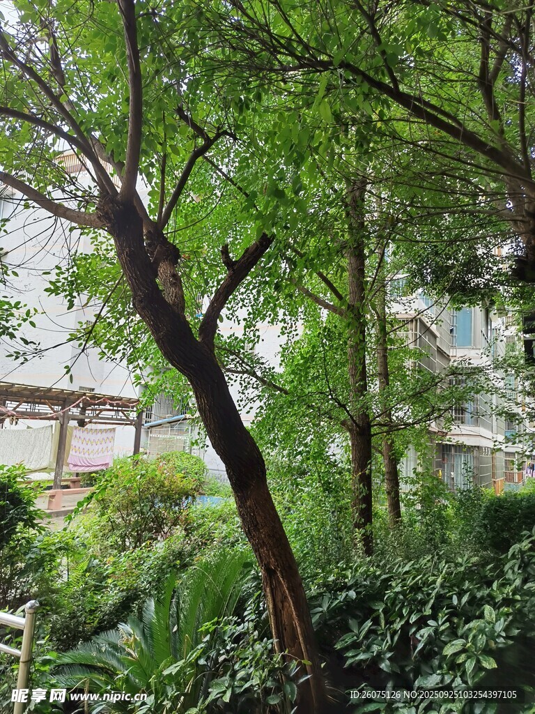 繁茂綠樹間的自然景致