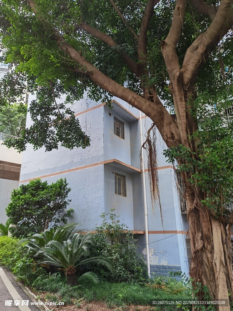 大樹旁的白色建筑景觀