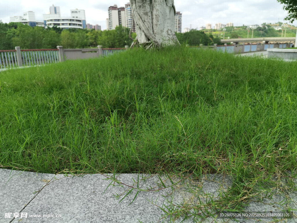 路邊茂盛青草與遠(yuǎn)處建筑