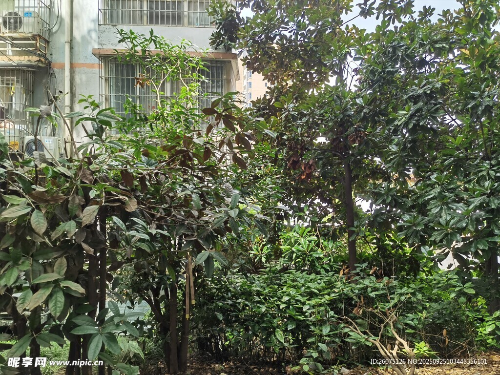 繁茂綠植環(huán)繞的建筑角落