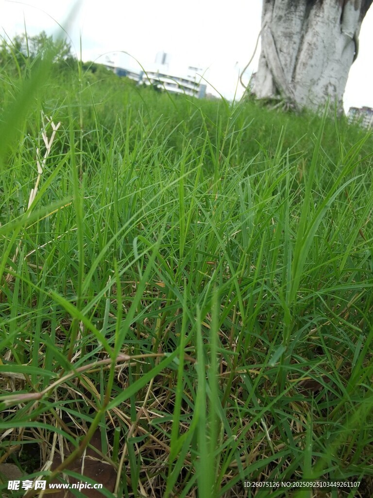 翠綠草地近景