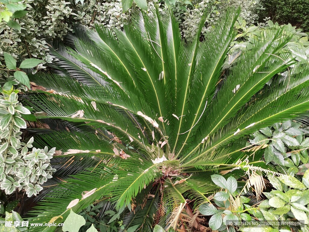 翠綠扇形葉片的獨特植物