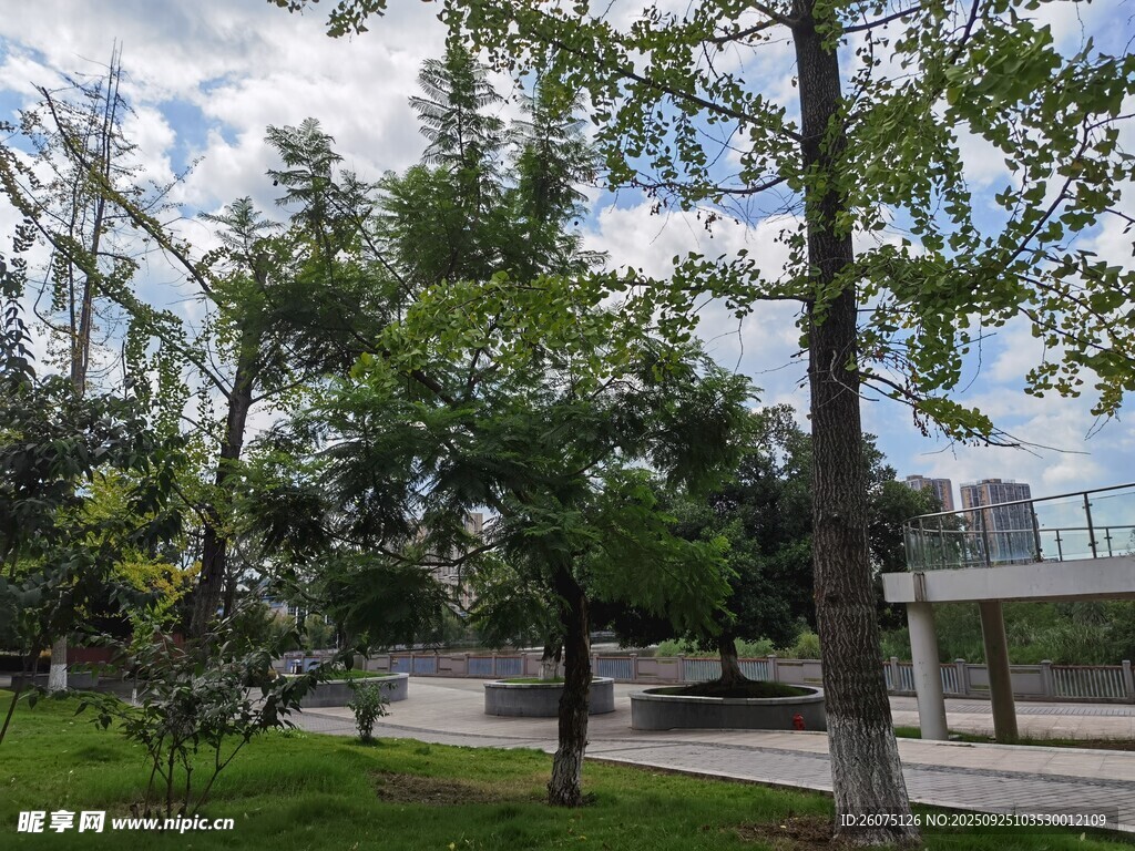 城市中蔥郁的綠樹(shù)景觀