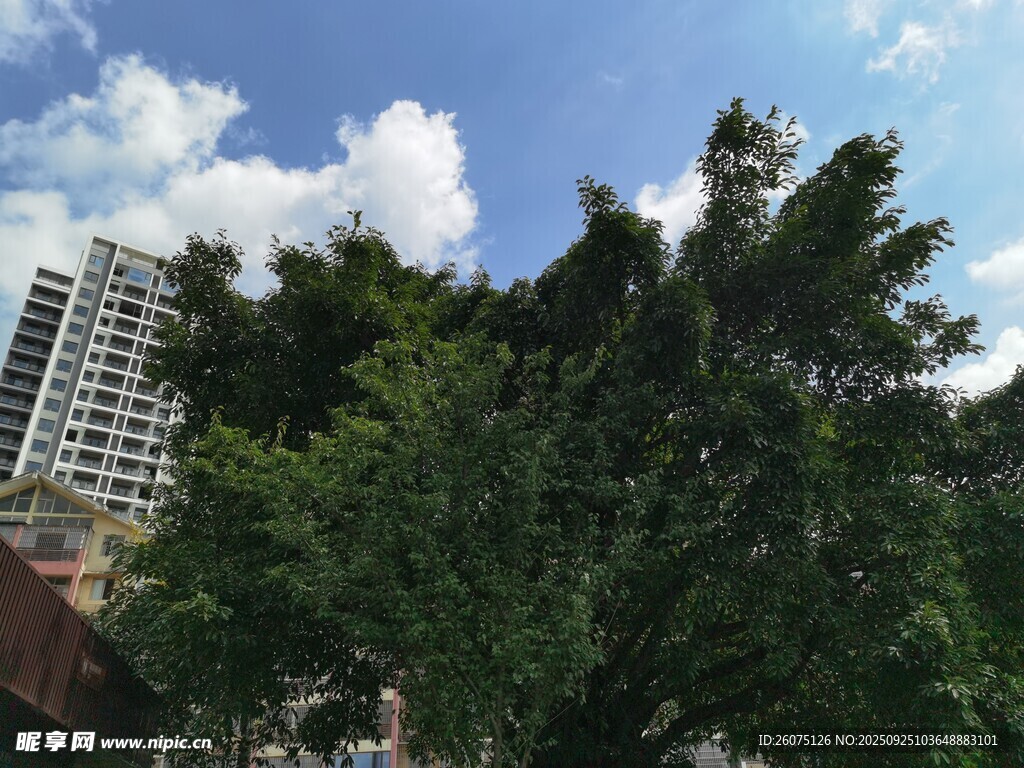 綠樹掩映下的高樓景觀