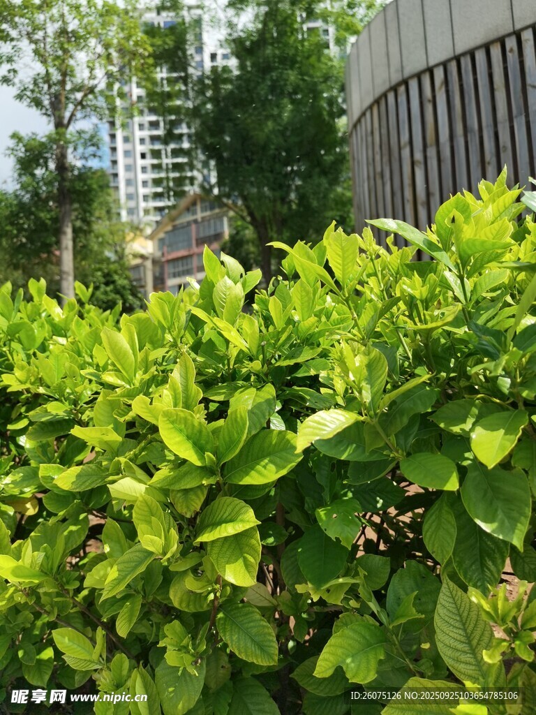 翠綠繁茂的戶外綠植景觀