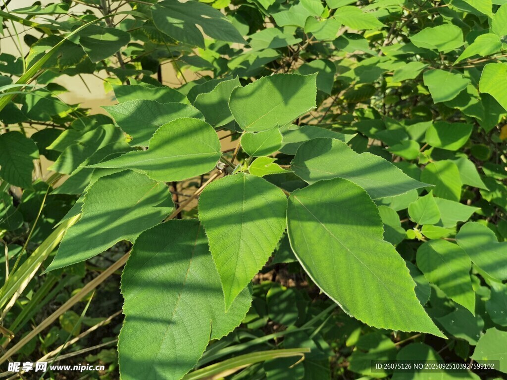 翠綠葉片間的生機景象