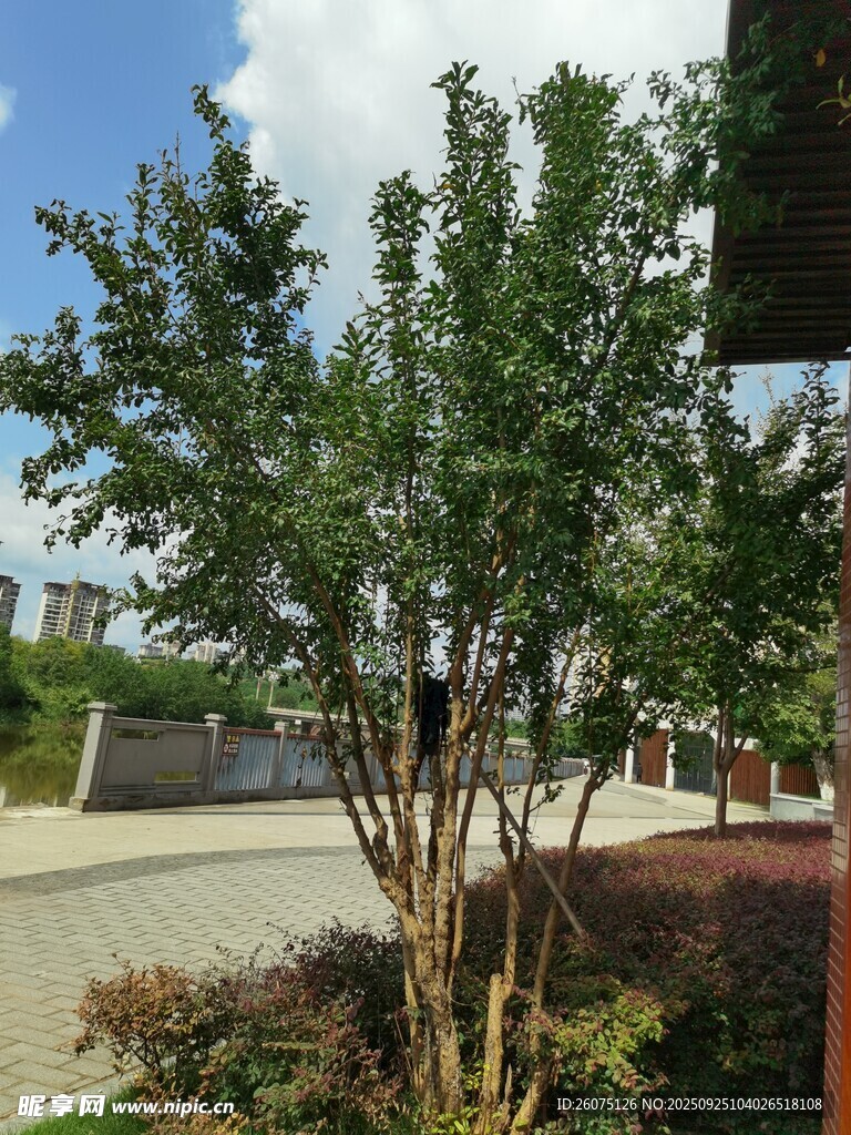 戶外綠樹景觀