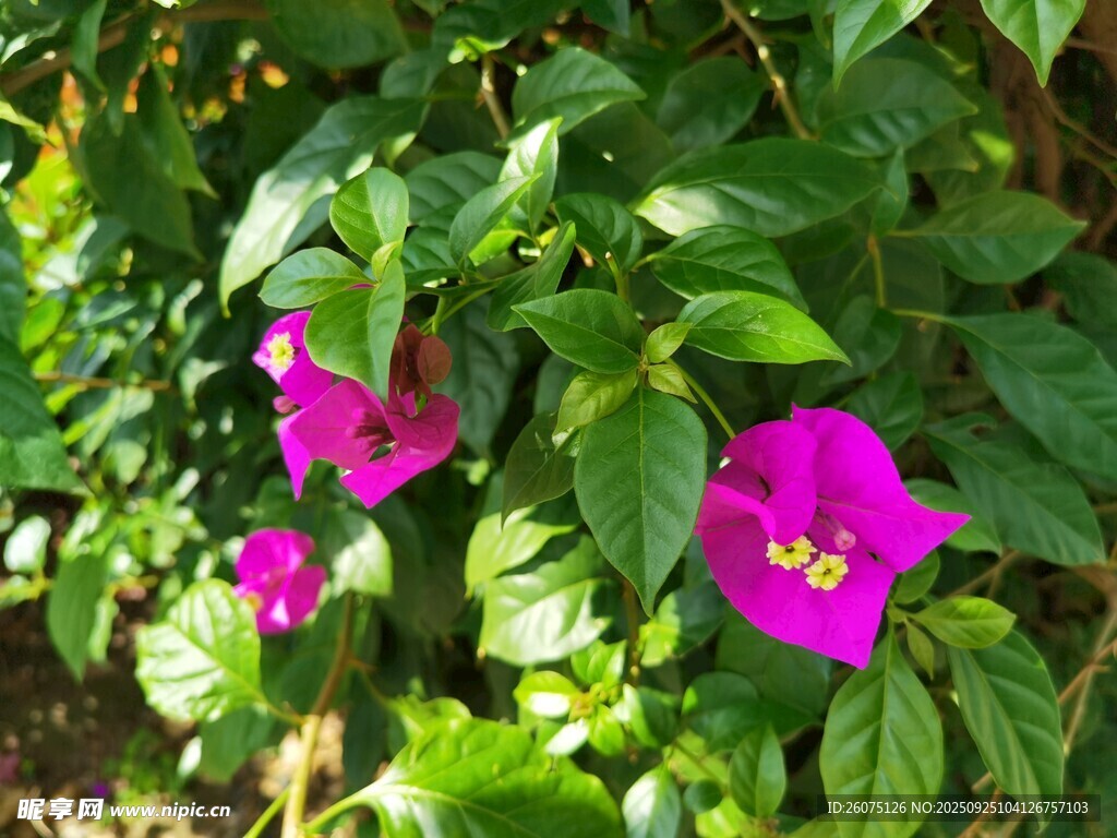 嬌艷紫花綻放綠葉間