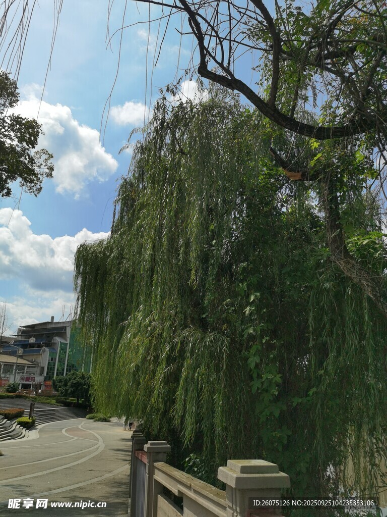 河畔垂柳藍(lán)天白云好風(fēng)光