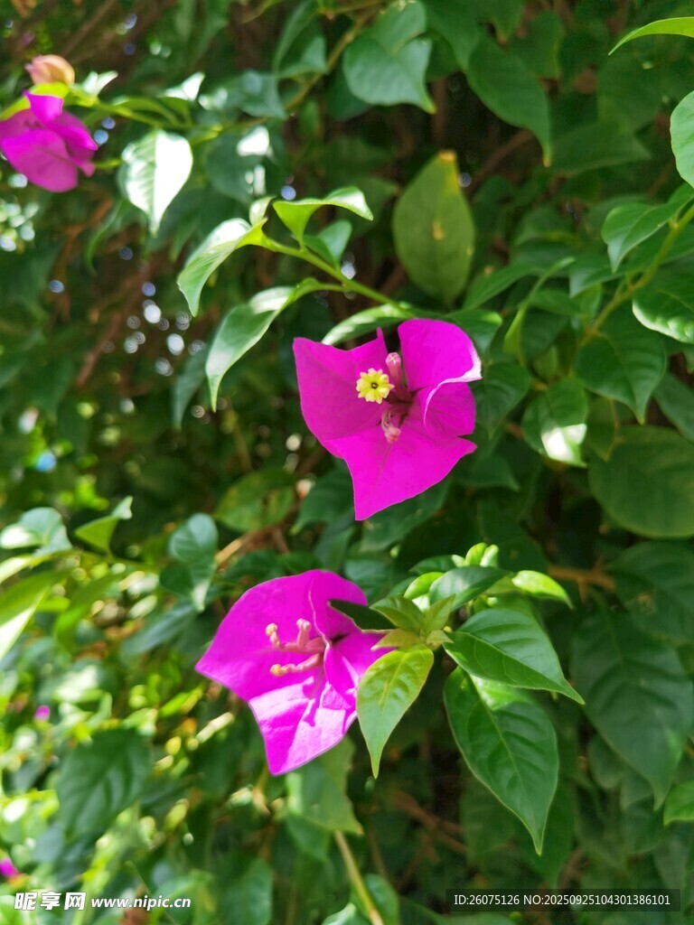嬌艷玫紅花朵綻放綠葉間