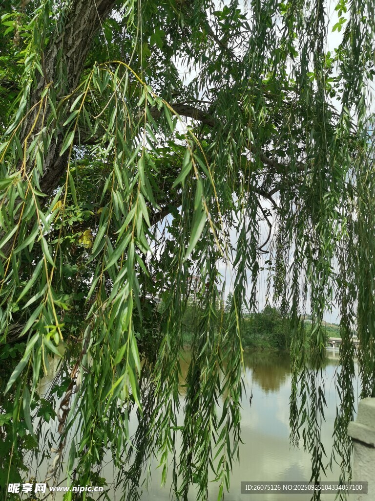 垂柳依依湖畔綠意盎然