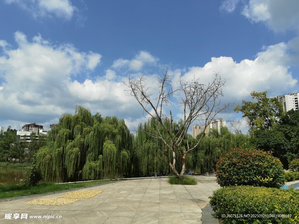 戶外林蔭小道風(fēng)景