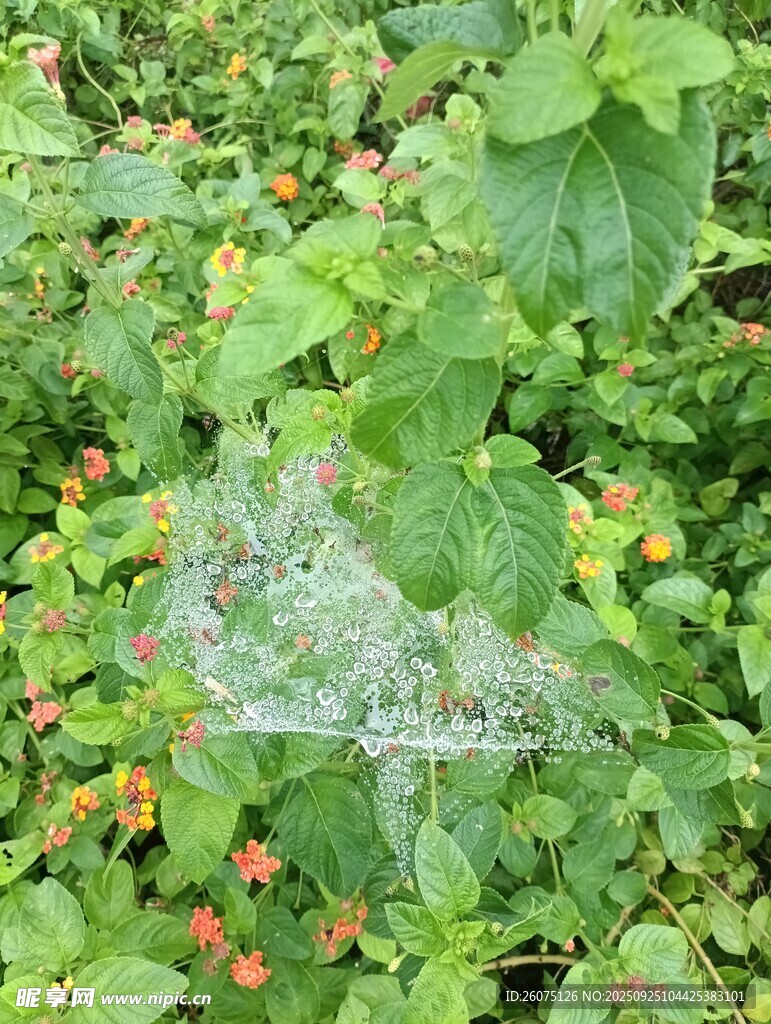 綠葉叢中橙紅小花綻放