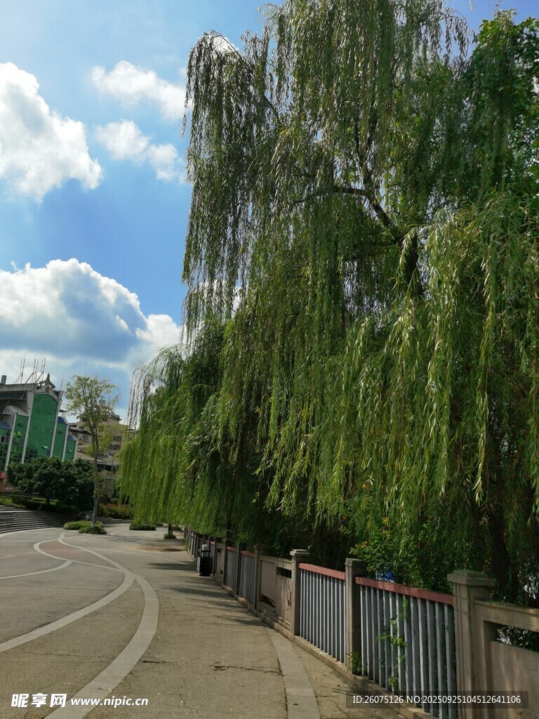 路邊垂柳與藍天白云美景