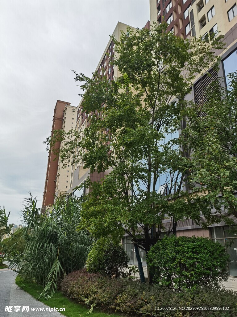 城市中繁茂的綠植與建筑
