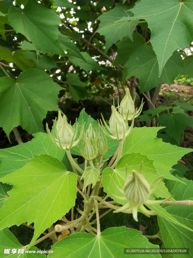 綠色秋葵植株特寫