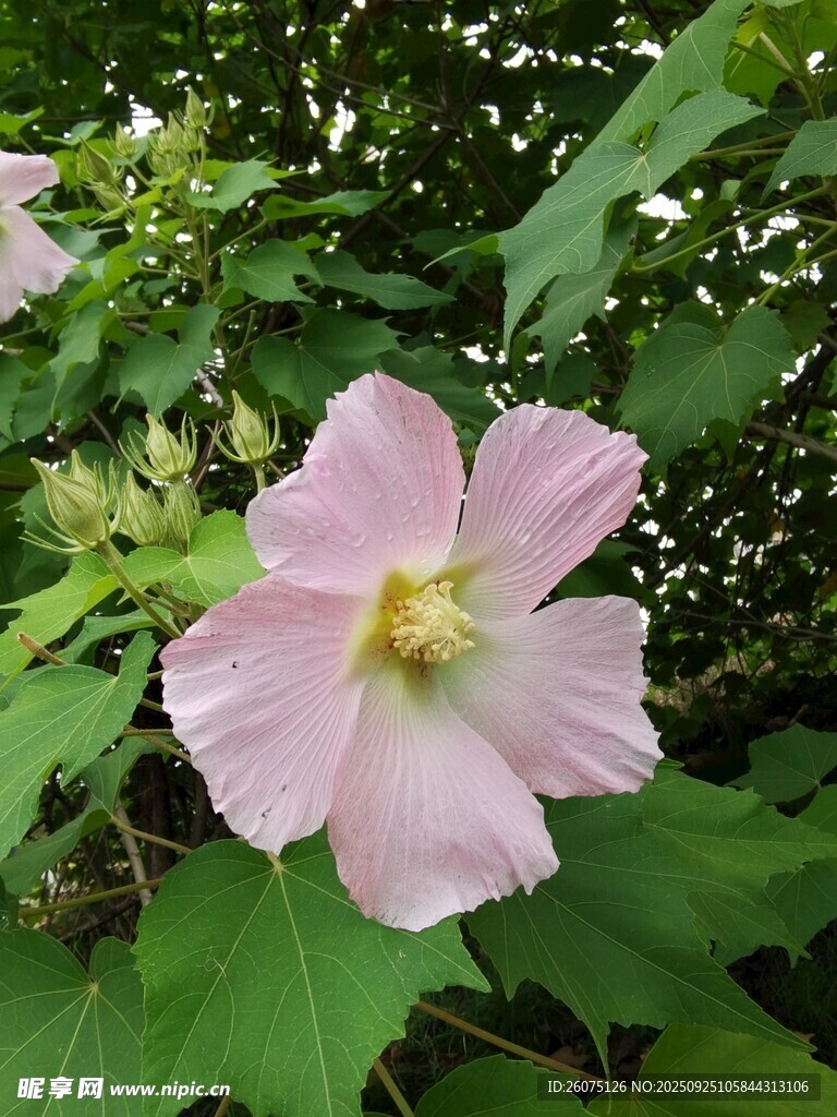 粉色芙蓉花綻放