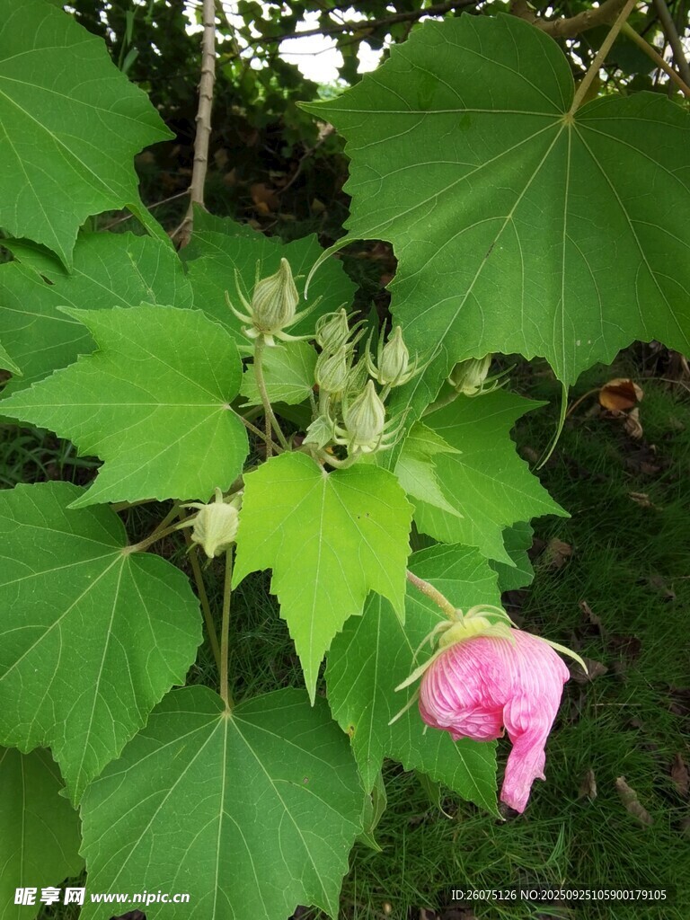 粉色木槿花與綠葉
