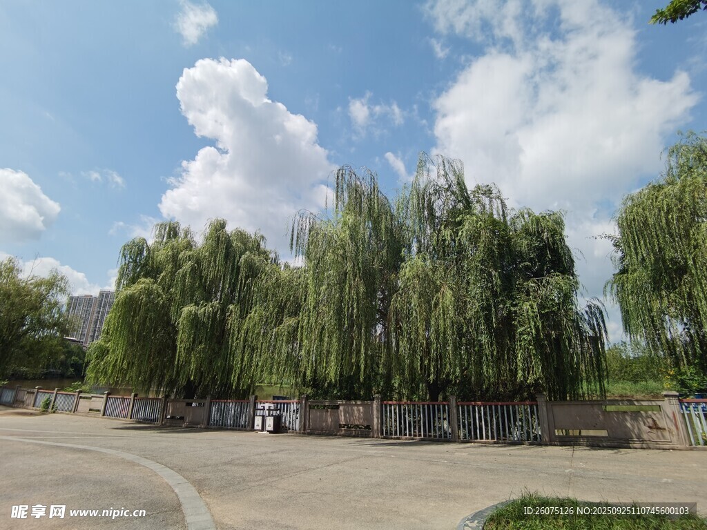 戶外柳樹成蔭的開闊場地