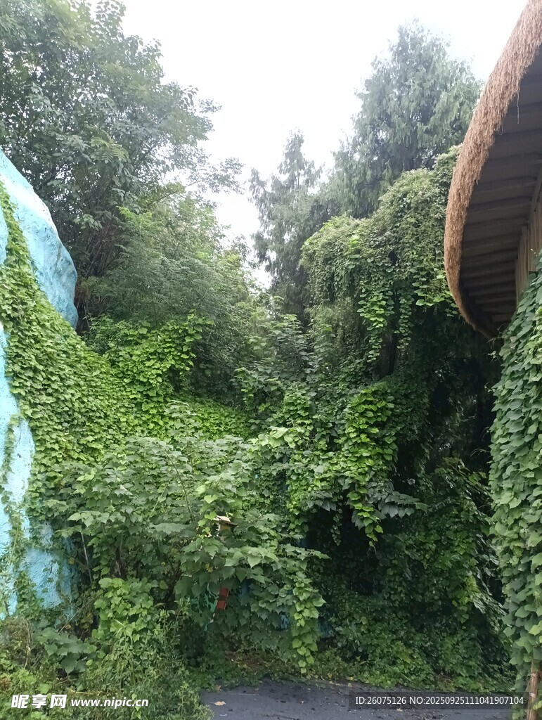 綠意盎然的藤蔓覆蓋景觀