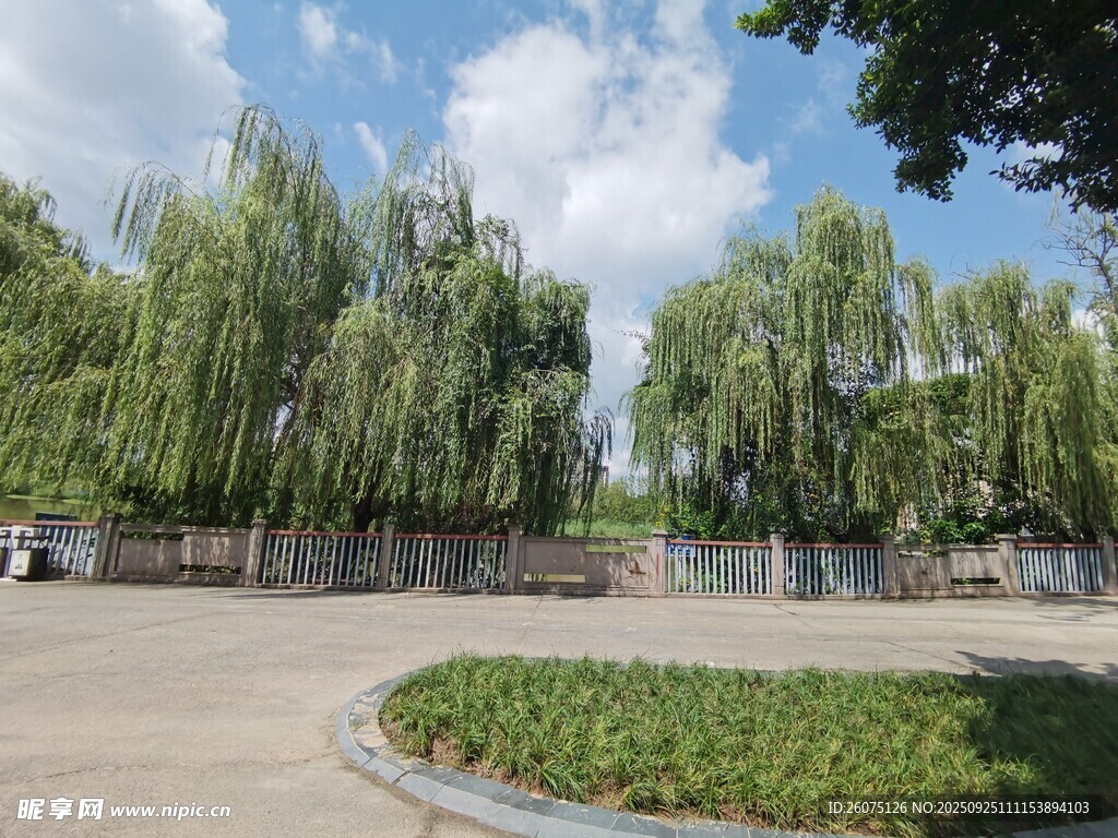 柳蔭環(huán)繞的開闊場地