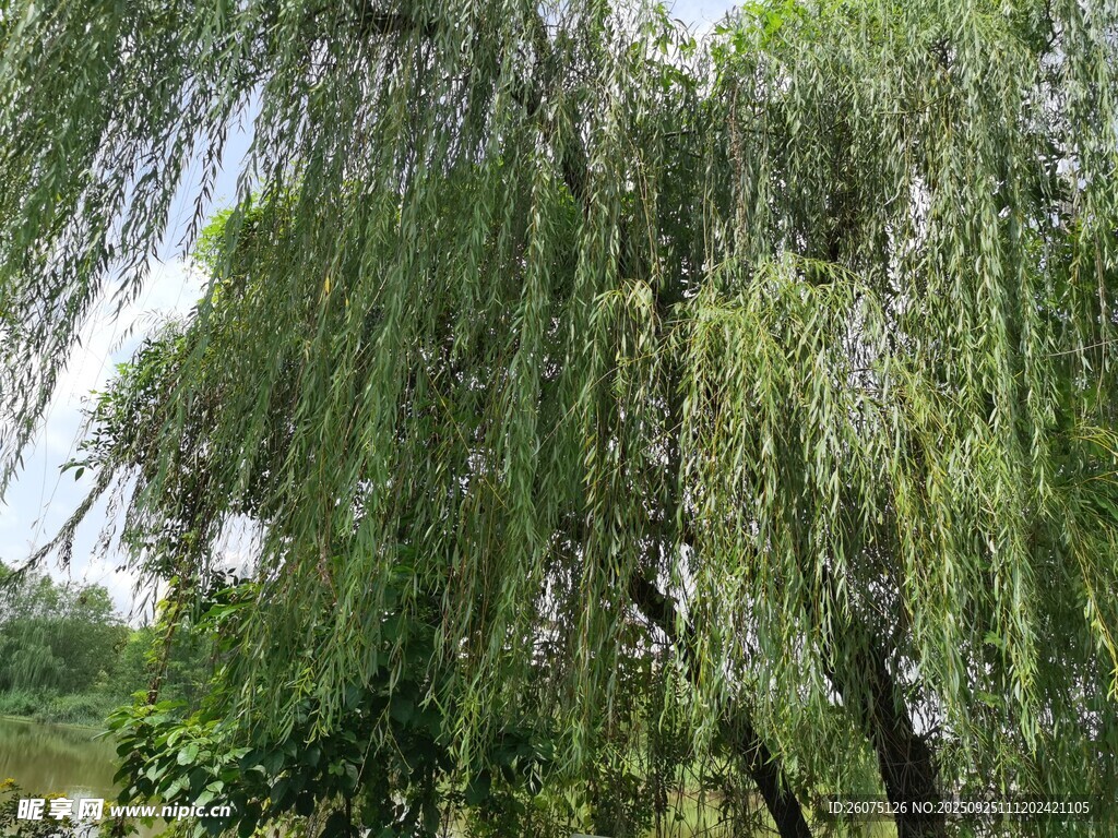 垂柳依依綠意盎然的景致