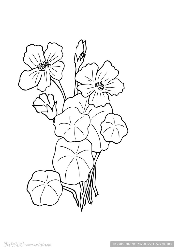 手繪花卉線稿插畫