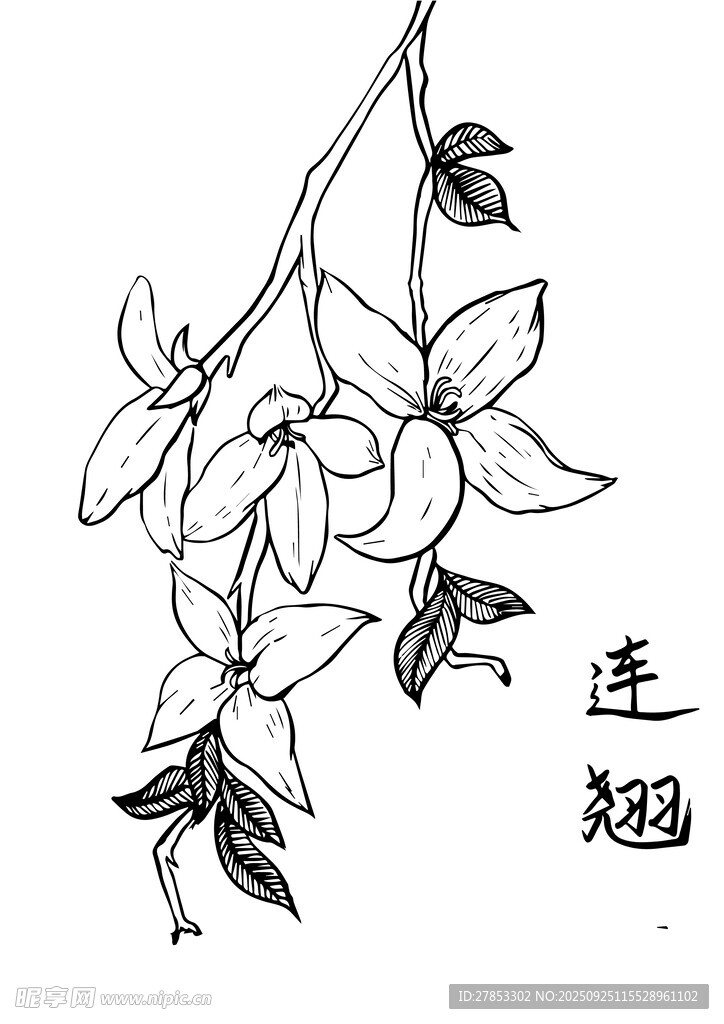 手繪連翹花枝圖