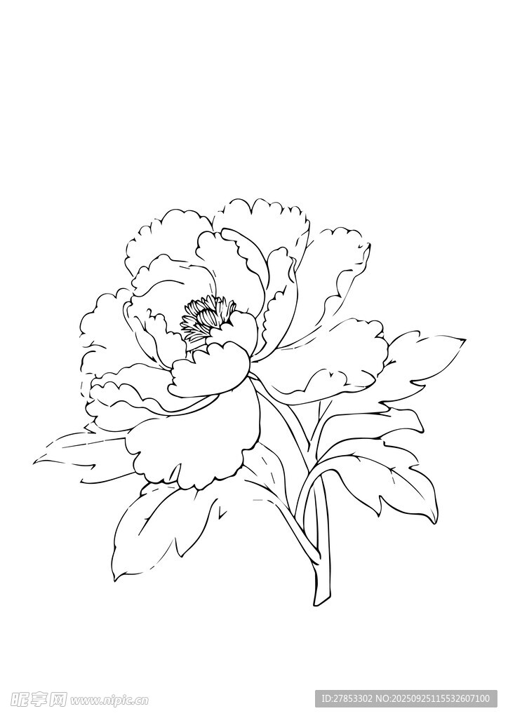 白描牡丹花卉圖