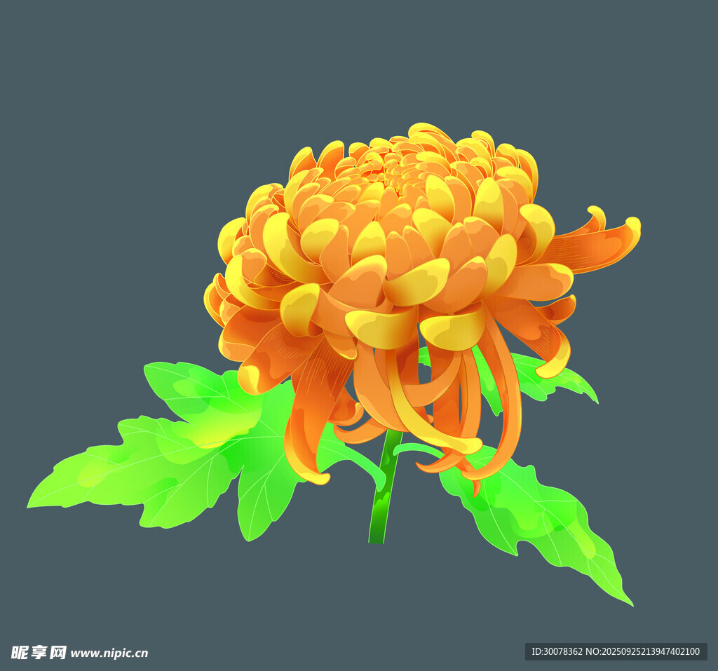 菊花插畫