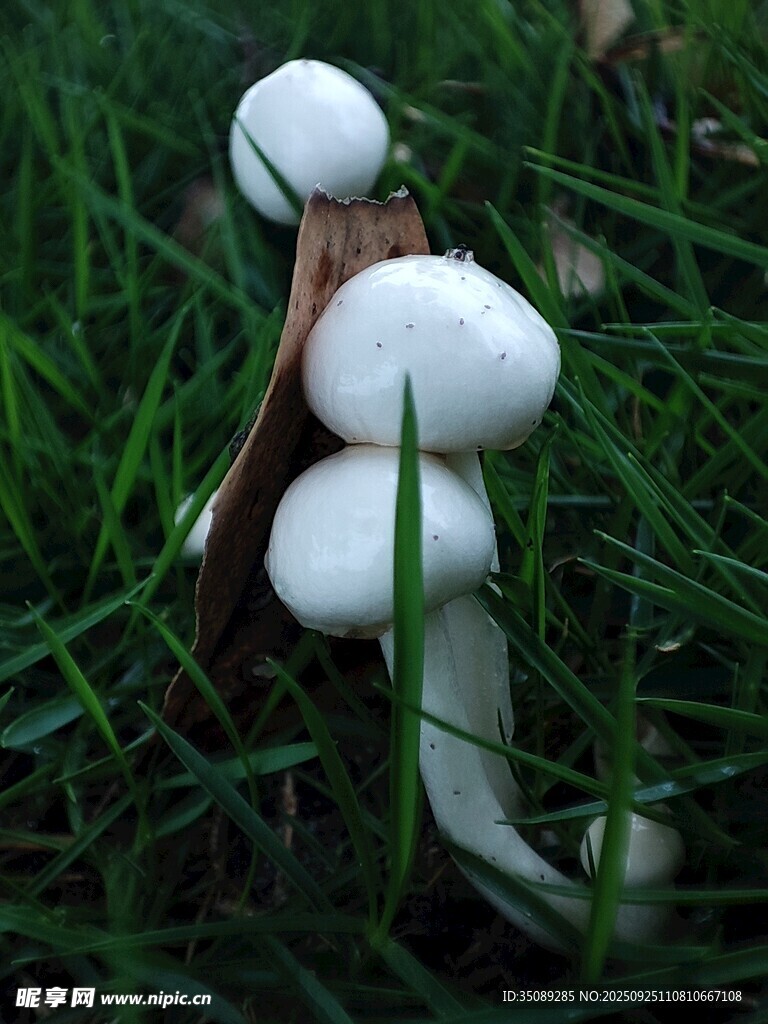 草叢中的白色蘑菇