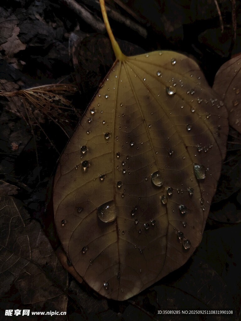 帶水珠的枯葉
