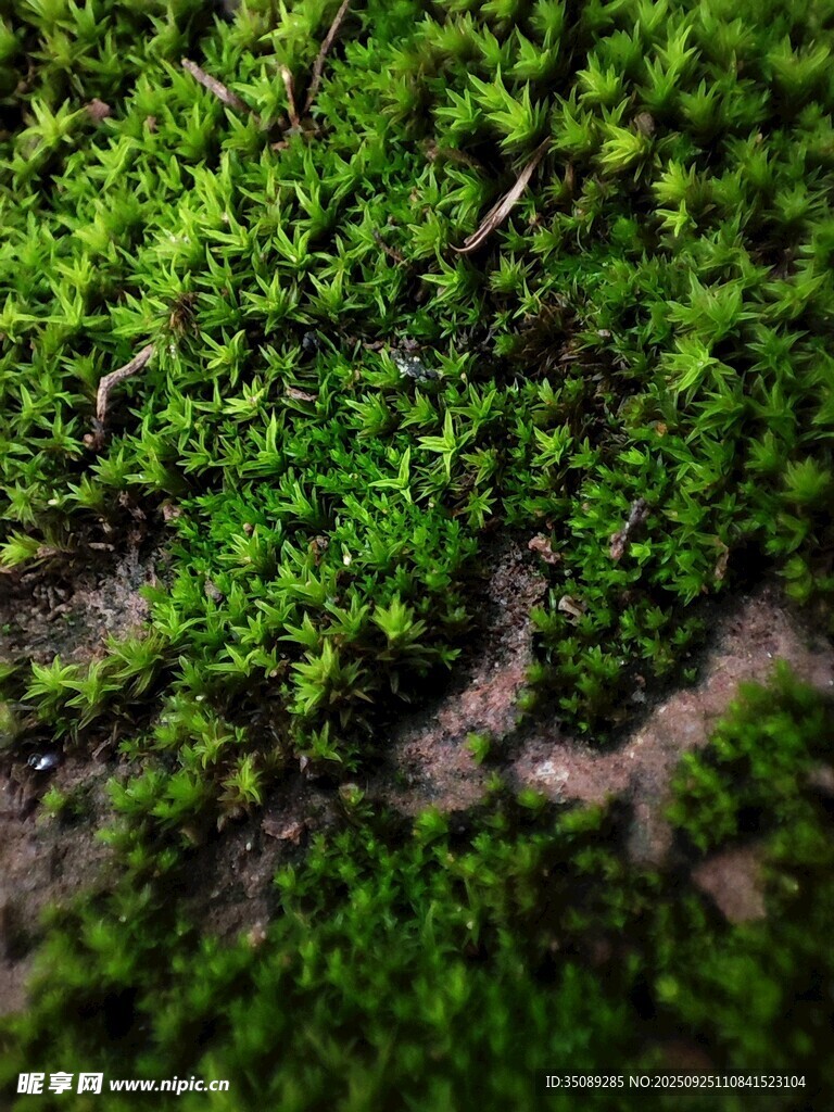翠綠苔蘚特寫