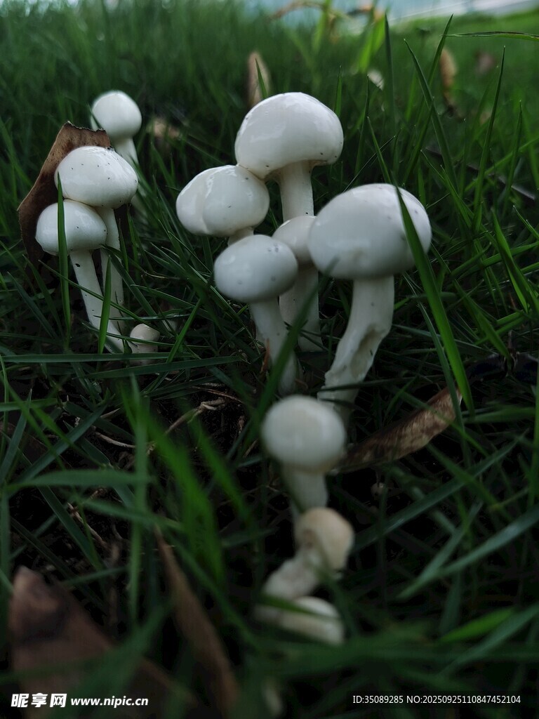 草叢中的白色蘑菇群
