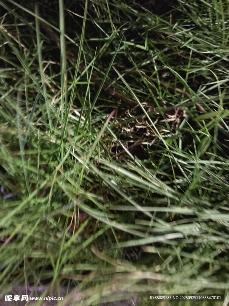 草叢中的神秘景象