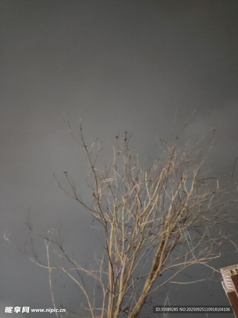 枯樹挺立在陰沉天空下