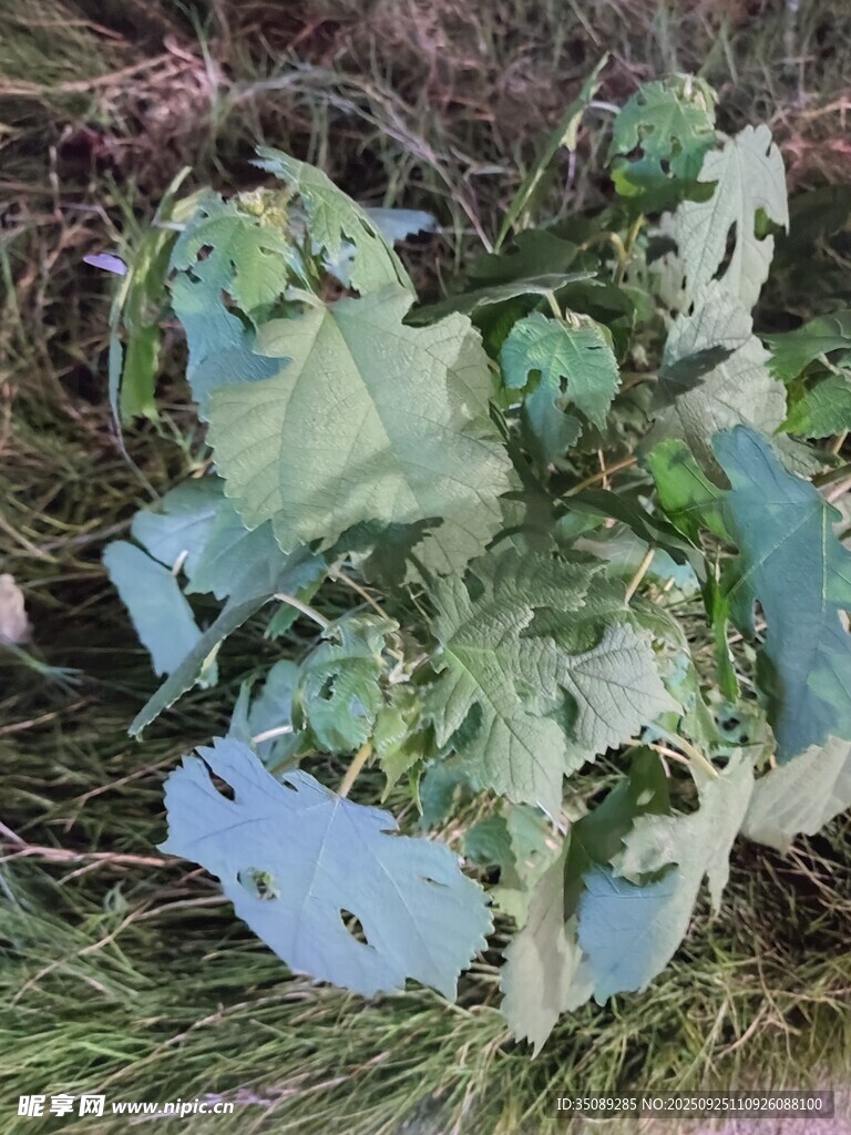 草地上的破碎藍綠色物品