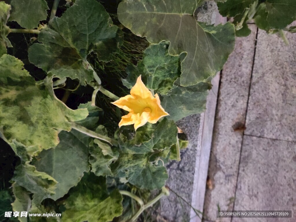 黃色南瓜花綻放于綠葉間
