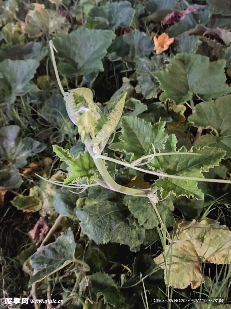帶刺的綠色植物特寫