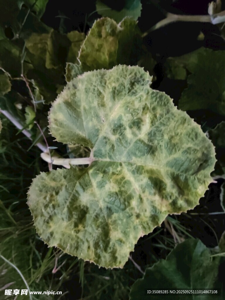 斑葉植物特寫
